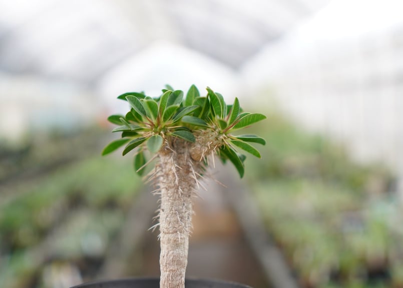 スタッフ一押し株♪】ユーフォルビア ギラウミニアナ 【3】 | mana's