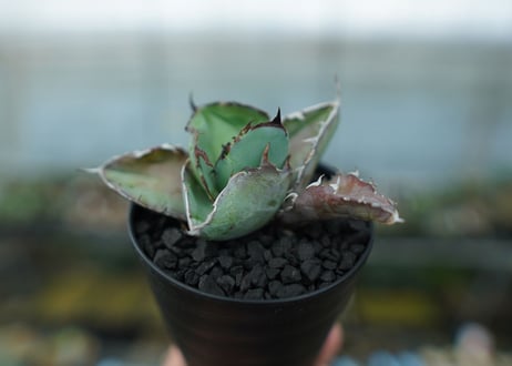 アガベ　チタノタ　 ブラックアンドブルー 　Agave titanota black and blue　No.11