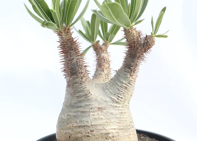 ハイライン　パキポディウム・グラキリス 御神木をお迎えしました。 #グラキリス #植中毒の会 #パキポディウム