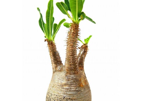 Pachypodium Gracilius パキポディウム  グラキリス  №3 little