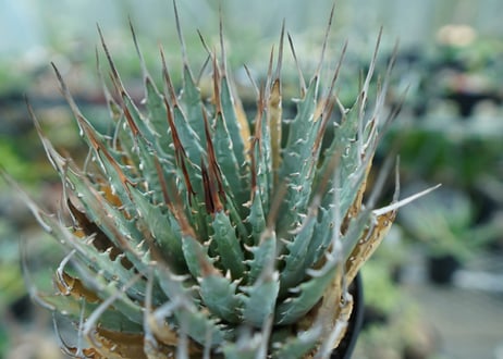 アガベ　ユタエンシス　Agave uthaensis　No.3