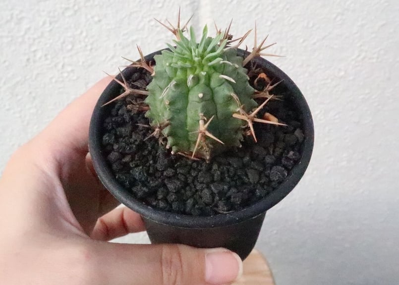 ユーフォルビア 群星冠 子株付き 大株】ユーフォルビア 群星冠 ステリスピナ 子株付き Euphorbia