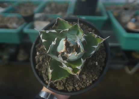 アガベ　チタノタ　 ブラックアンドブルー 　Agave titanota black and blue　No.1