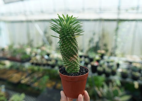 ユーフォルビア　ソテツキリン "パイナップルコーン"　Euphorbia sotetsukirin  No.2