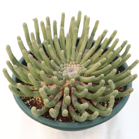 エスクレンタ | STORES