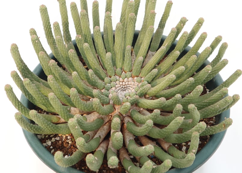 ユーフォルビア エスクレンタ | mana's farm:塊根植物・アガベ・ドライ