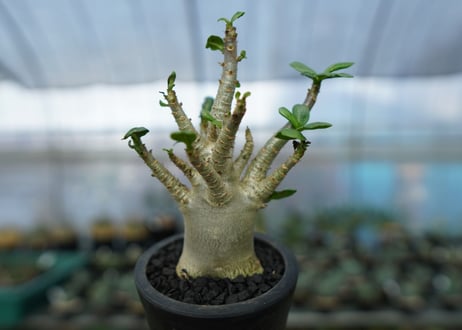 アデニウム　Adenium　No.14