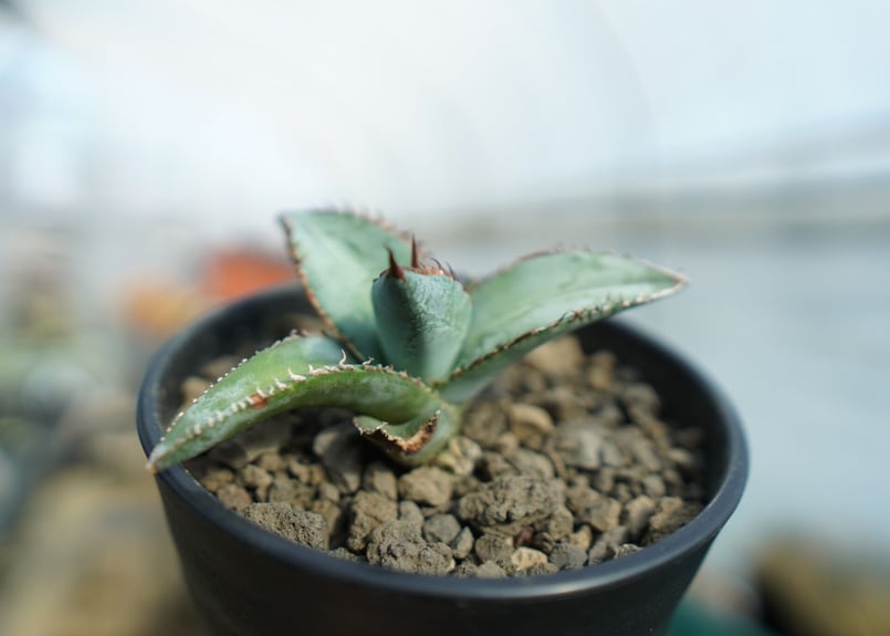 アガベ チタノタ ブルー Agave titanota Blue NO.1 | mana's