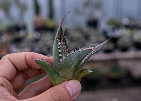 アガベ　パープソラム　カキコ　根付き