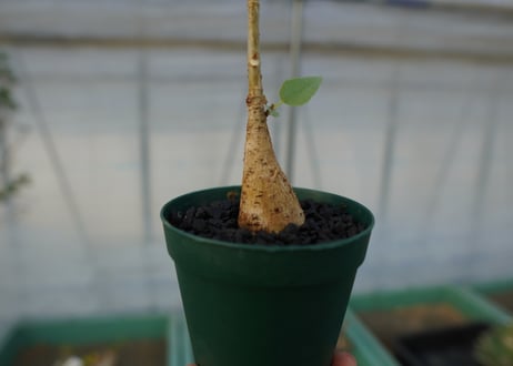 フィカス パルメリー Ficus palmeri  No.2