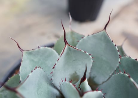 Agave parryi var. truncata