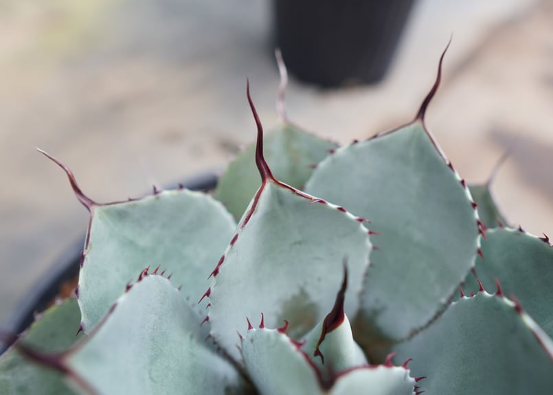 Agave parryi var. truncata | mana's farm:塊根植物・ア