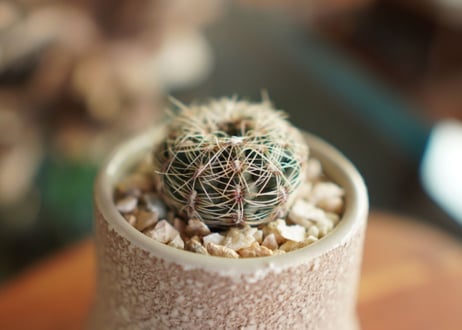 ギムノカリキウム 羅星丸 Gymnocalycium bruchii