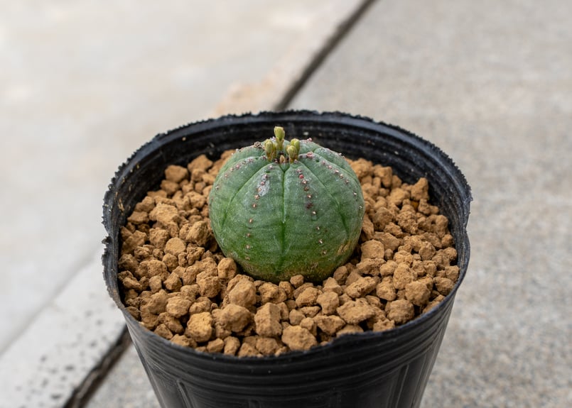 ユーフォルビア オベサ オス | mana's farm:塊根植物・アガベ・ドライ