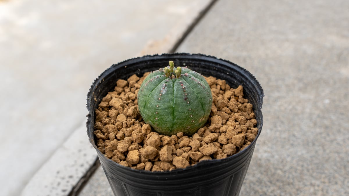 ユーフォルビア オベサ オス | mana's farm:塊根植物・アガベ