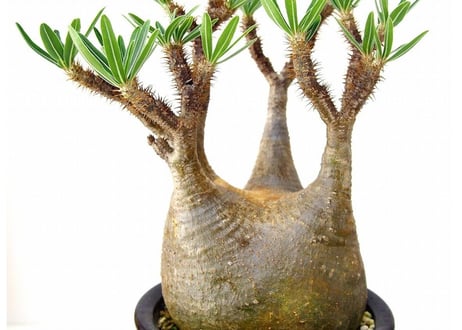 パキポディウム  グラキリス Pachypodium Gracilius　№4