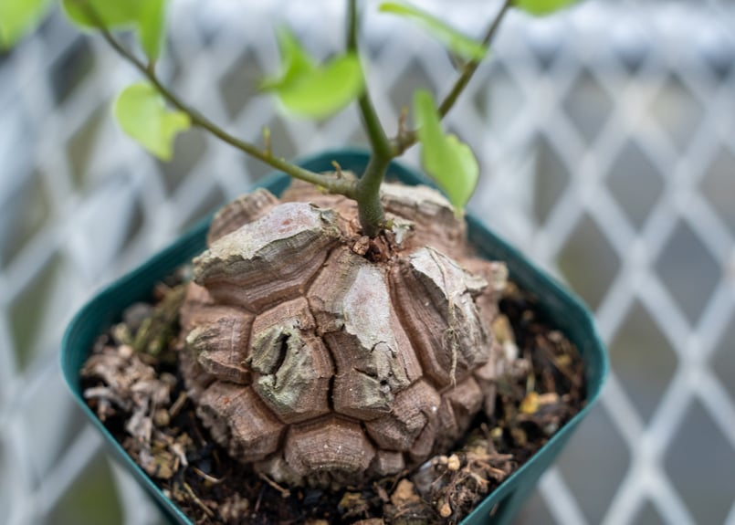 亀甲竜2 亀甲竜 No.2 | mana's farm:塊根植物・アガベ・ドライガーデン植物販売