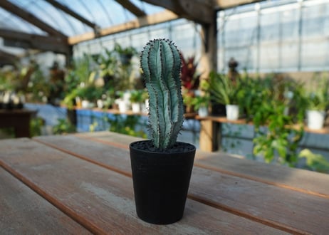 ユーフォルビア　ホリダ　スノーフレーク　Euphorbia horrida "Snowflake"