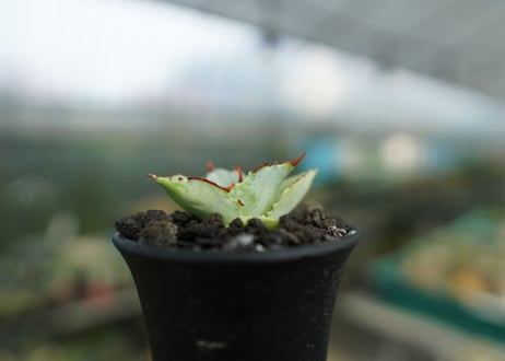 アガベ　兜蟹　Agave isthmensis “Kabutogani”　No.1