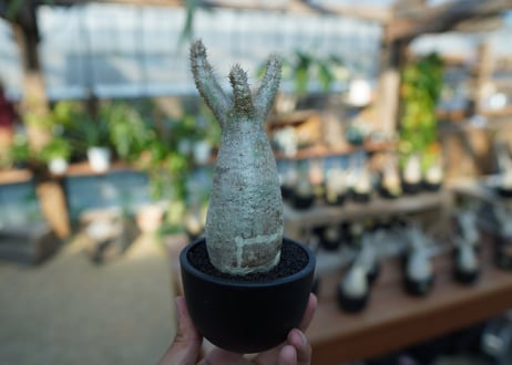 【未発根】パキポディウム　グラキリス　 Pachypodium Gracilius  No.8
