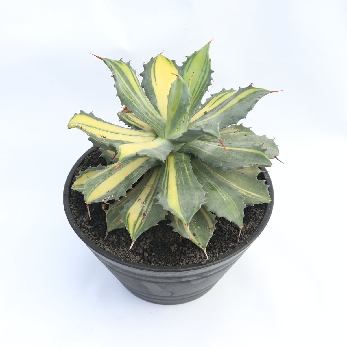 アガベ イシスメンシス 楊貴妃抜き苗 Y545 多肉植物 アガベ