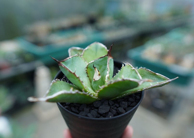 アガベ チタノタ 白鯨 Agave titanota White whale No.3 | m