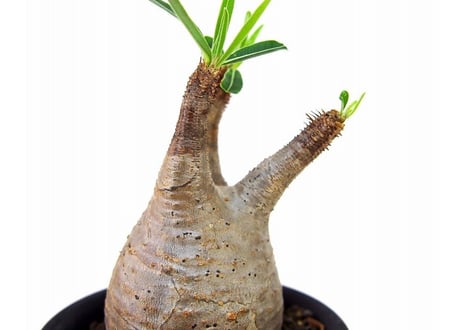 Pachypodium Gracilius パキポディウム  グラキリス  №４ little