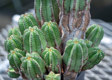 ユーフォルビア　アノプリア　Euphorbia anoplia