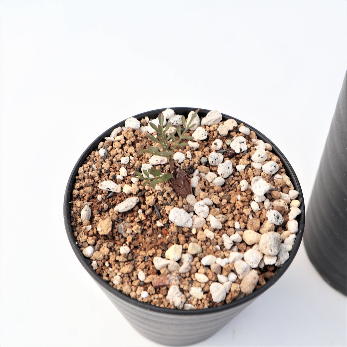 【実生】オペルクリカリア パキプス グラキリス アガベ デカリー 根挿し オペルクリカリア パキプス デカリー 根挿しセット №1 | mana's