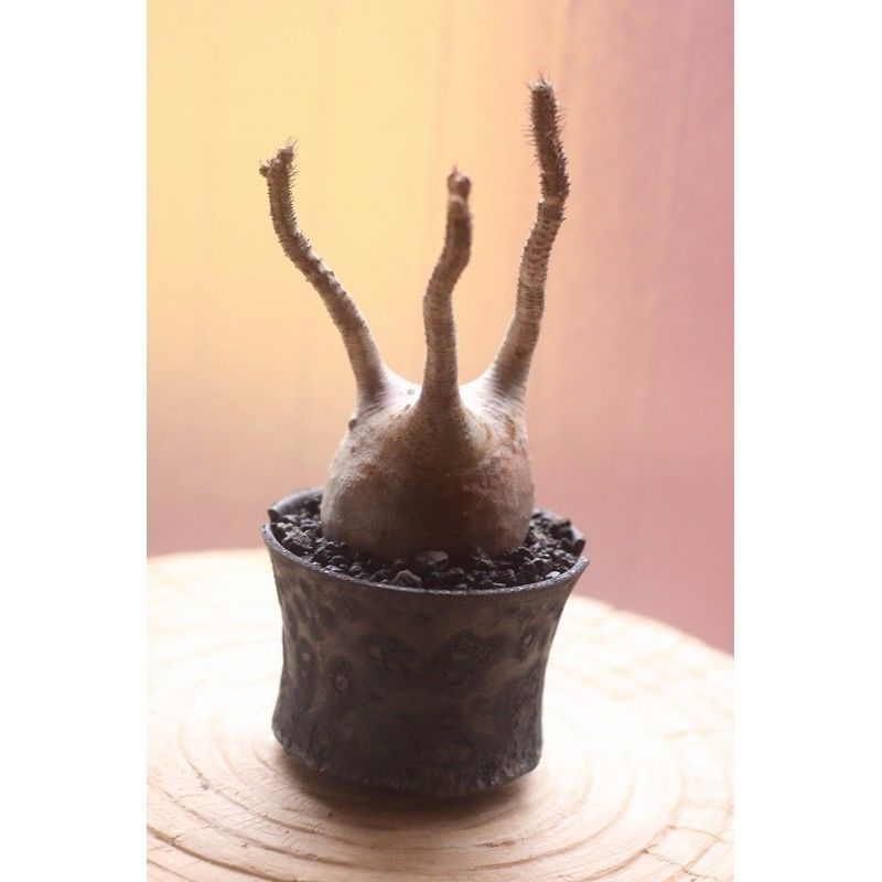 パキポディウム グラキリス　まんまるボディ　発根済み RawLifeFactory】パキポディウム グラキリス 特小 バランス丸さ最高