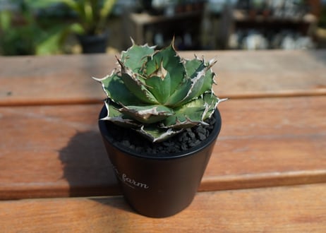アガベ　チタノタ　FO-76　agave titanota  FO-76　No.1