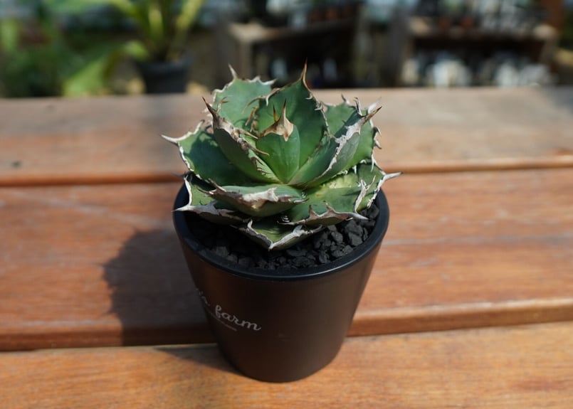 アガベ チタノタ FO-76 agave titanota FO-76 No.1 | man