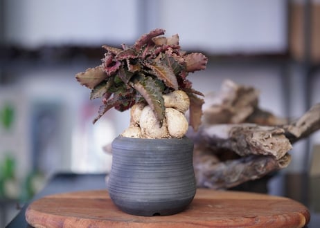 Euphorbia francoisii