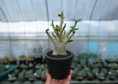 アデニウム　Adenium　No.14