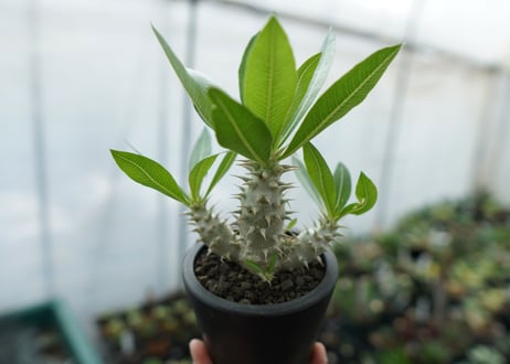 パキポディウム　ホロンベンセ　Pachypodium horombense  No.13