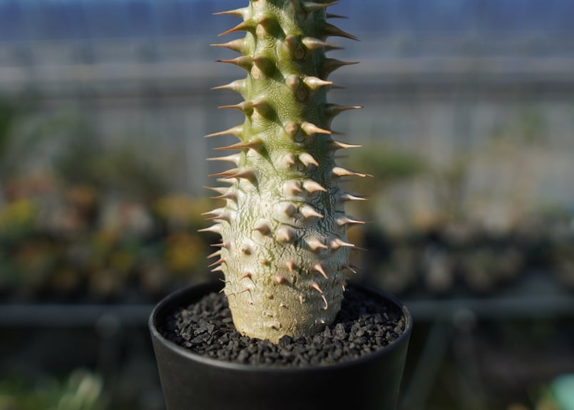 パキポディウム ホロンベンセ Pachypodium horombense | mana's