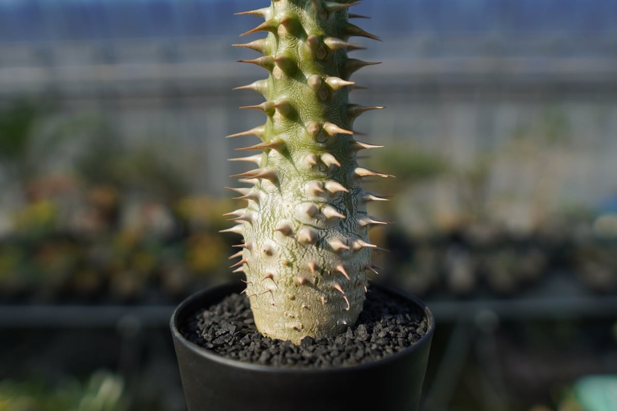 パキポディウム ホロンベンセ Pachypodium horombense | mana's