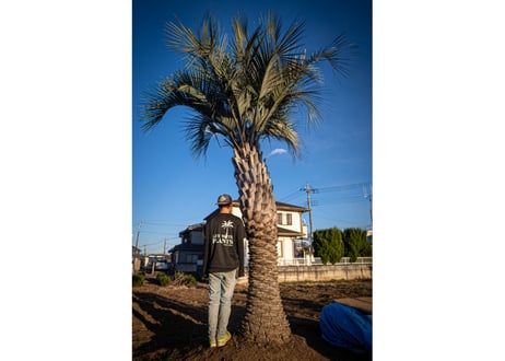 ココスヤシ　Butia capitata No.6
