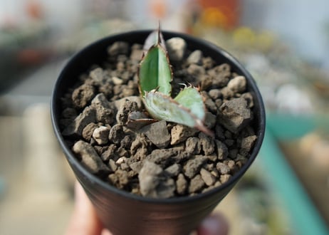 アガベ　チタノタ　 ブラックアンドブルー 　Agave titanota black and blue No.4