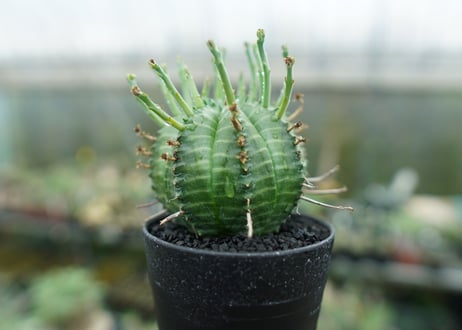 ユーフォルビア　バリダ　Euphorbia valida　No.7