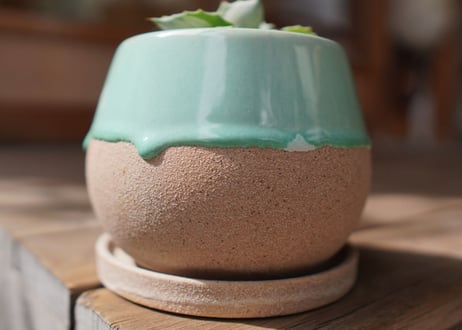 アガベ 王妃雷神錦 Agave potatorum 'Ouhi Raijin'