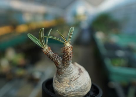 パキポディウム　グラキリス　 Pachypodium Gracilius  No.10