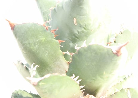 Agave titanota FO-76 compacta dwarf  no.4