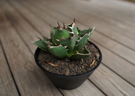 アガベ　チタノタ　FO-76　Agave titanota ”FO-76"