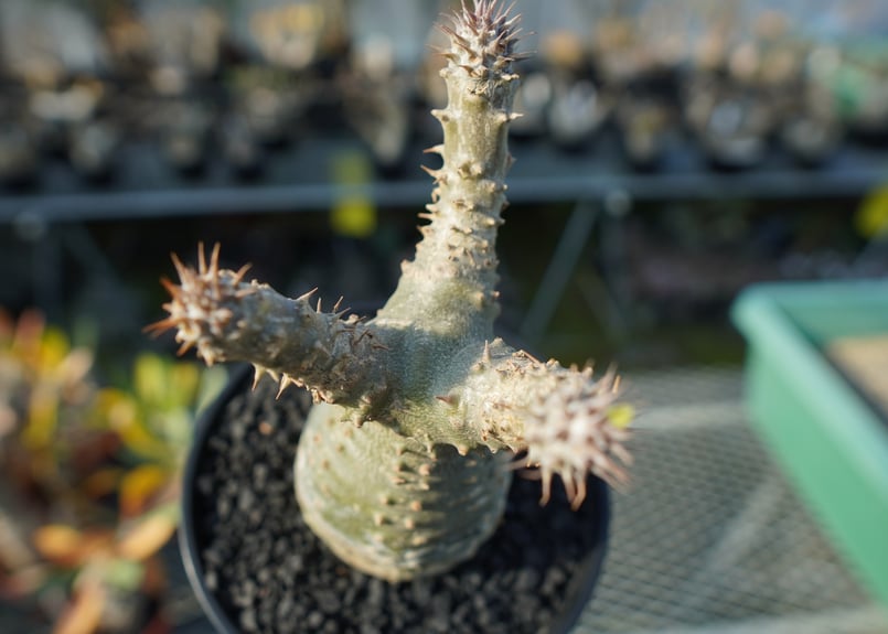 パキポディウム マカイエンセ 3頭 赤肌 楽天市場】コーデックス：パキポディウム マカイエンセ ミニ