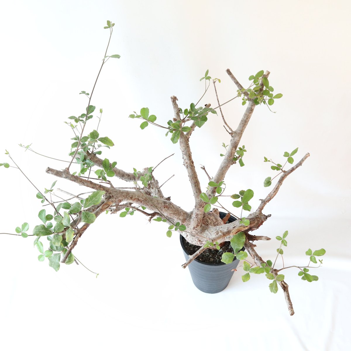 コミフォラ オルビクラリス | mana's farm:塊根植物・アガベ・ドライ