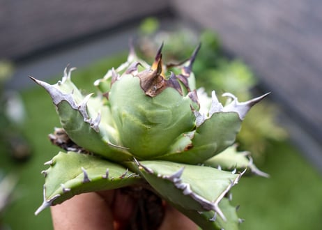 Agave titanota dwarf 姫厳龍NO.4  (G)