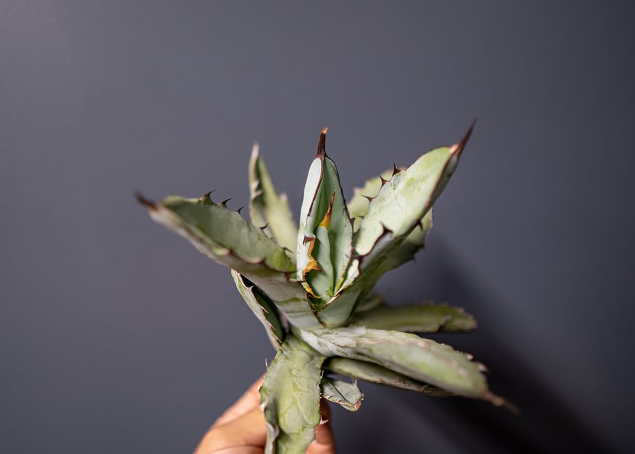 61449a02e1fb4c24f10c8fa0