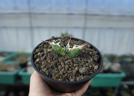 アガベ　チタノタ　夕映厳龍 Agave titanota Solar eclipse　C7