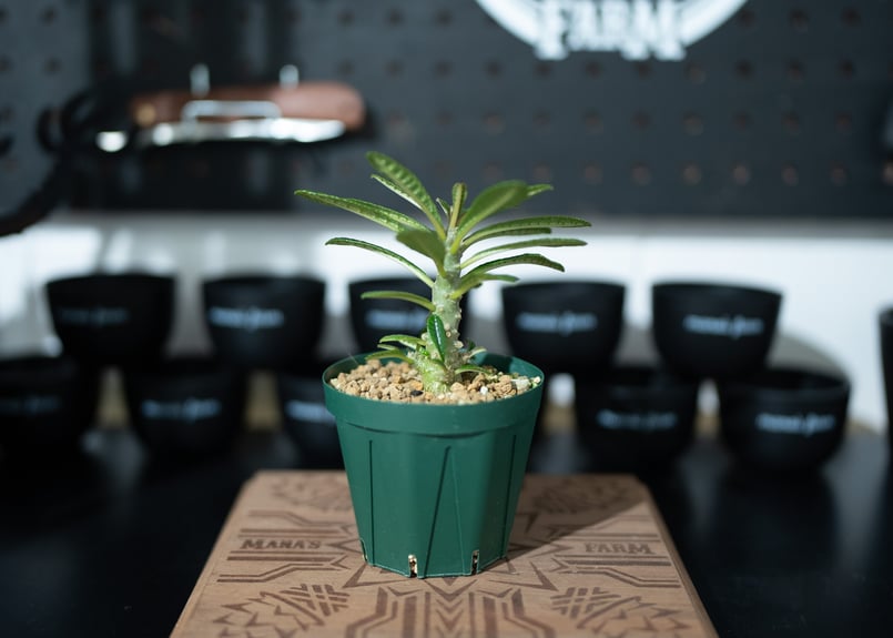 ドルステニアギガス 沖縄実生 | mana's farm:塊根植物・アガベ・ドライ